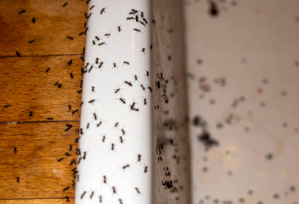 Best Pest Removal Services  in Chenoweth, OR